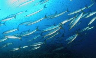 Buceo Club Isla hormiga 6.jpg